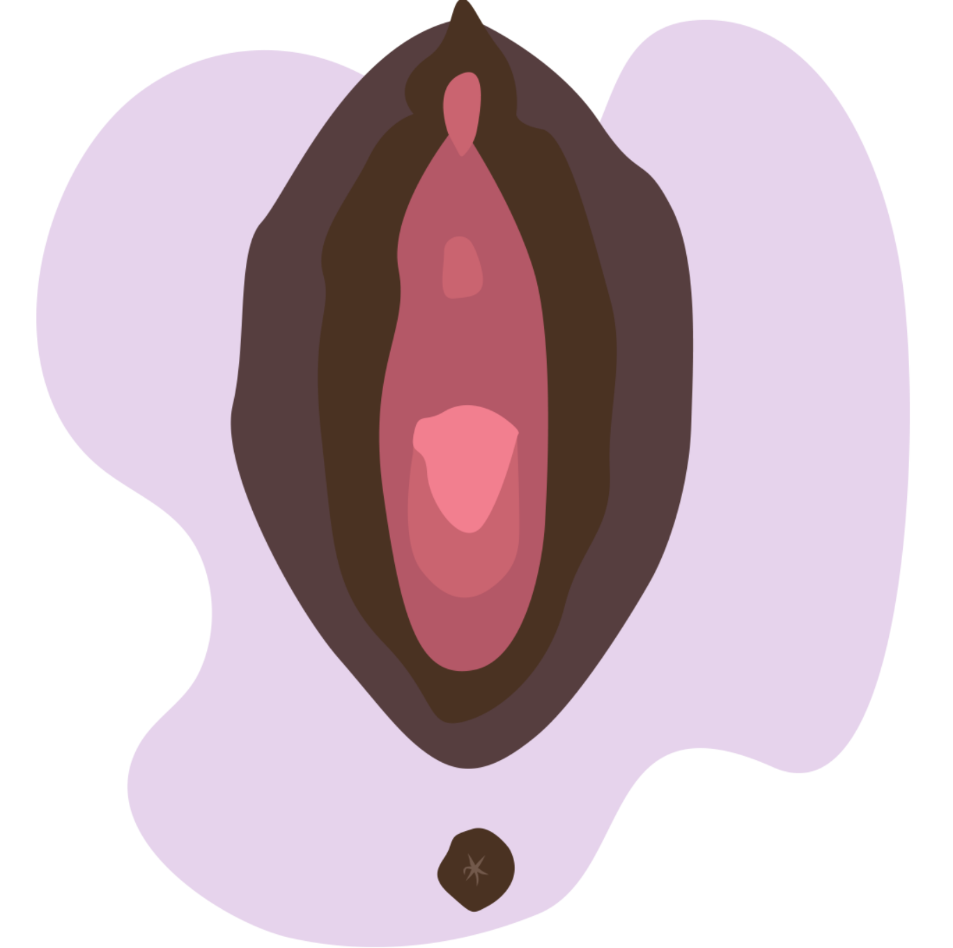 Illustration of a vagina